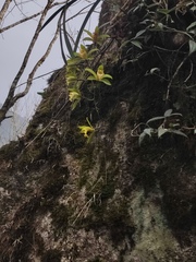 Cymbidium hookerianum, photograph author not stated, no rights reserved