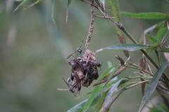 Belonogaster fanemitra
