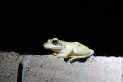 Boophis doulioti