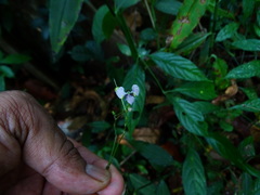Commelineae