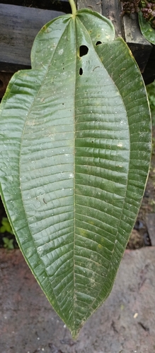 Image of Miconia calvescens by (c) Carlos Mosquera, some rights reserved (CC BY)