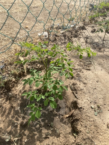 Moringa tree