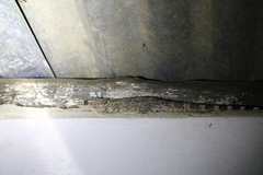 Blaesodactylus sakalava