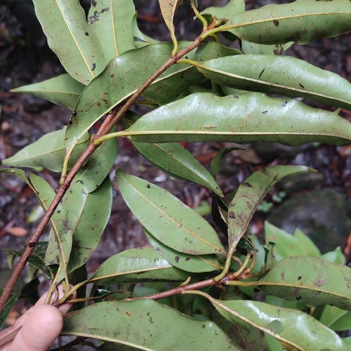 Byrsonima spicata, photograph 2
