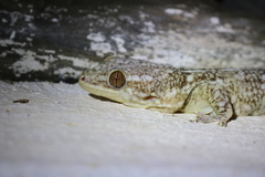 Blaesodactylus sakalava