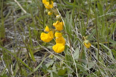 Calceolaria polyrhiza, photograph (c) Paul Prior, some rights reserved (CC BY)