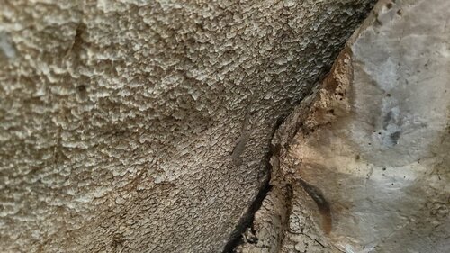 Striped Throated Rock Gecko, Cnemaspis lineogularis