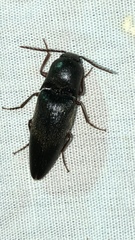 Diplostethus opacicollis