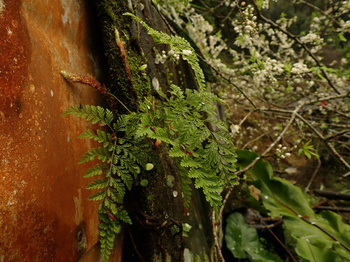 Image of Davallia trichomanoides by (c) chiuluan, some rights reserved (CC BY)