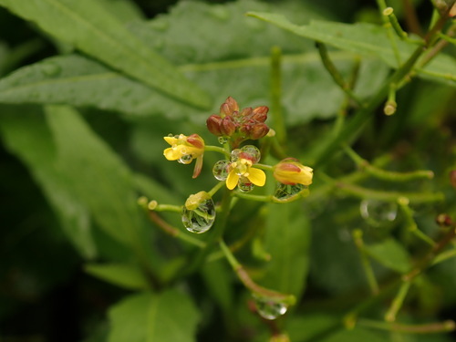 Image of Rorippa indica by (c) chiuluan, some rights reserved (CC BY)