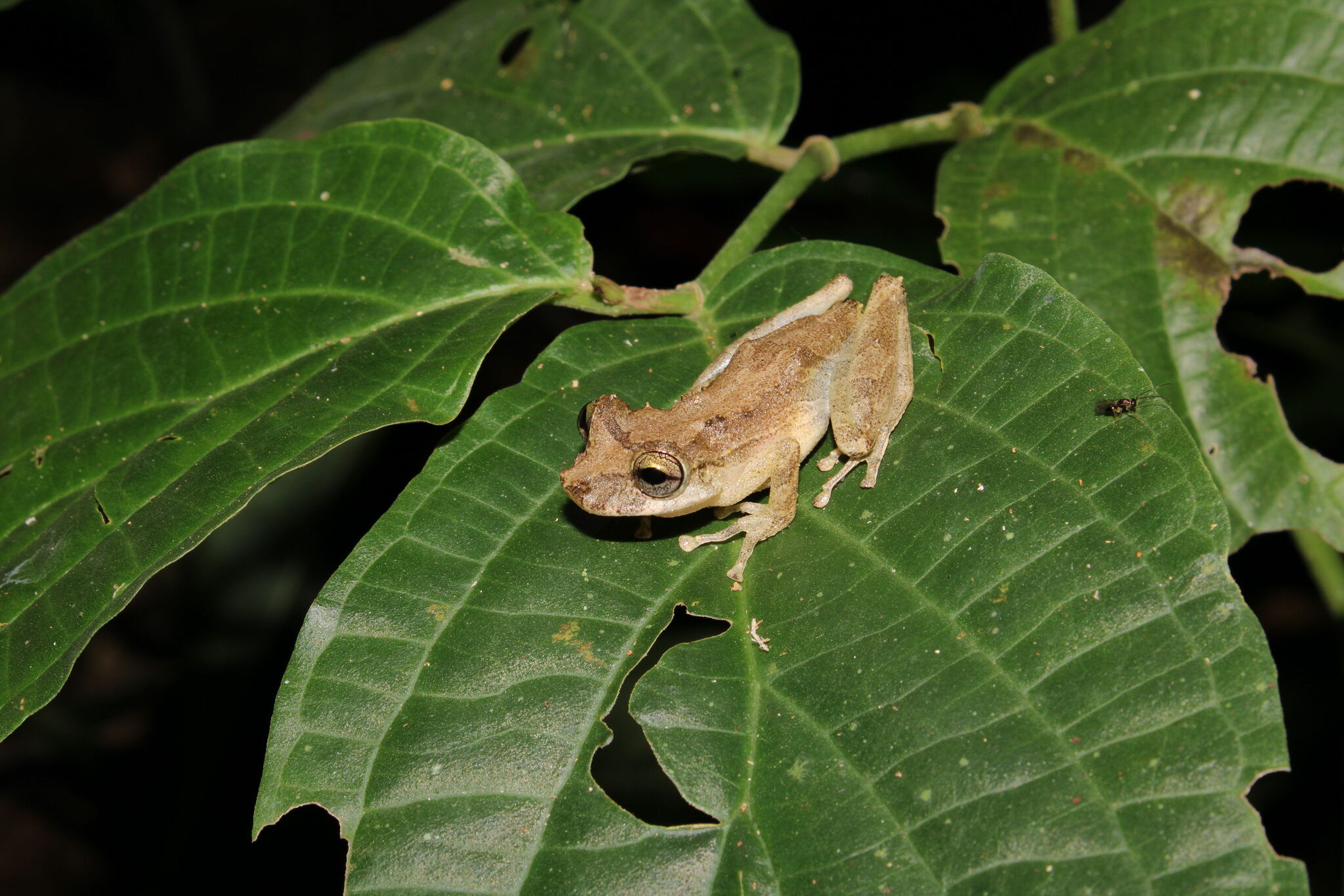 Rio Babi Snouted Treefrog photo 2