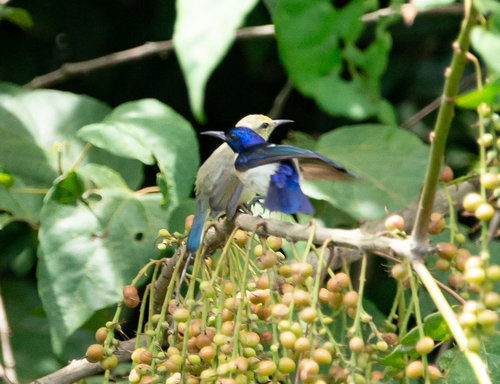 Violet-tailed Sunbird (Anthreptes aurantius), photo 2