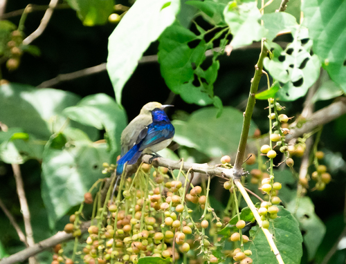 Violet-tailed Sunbird (Anthreptes aurantius), photo 2