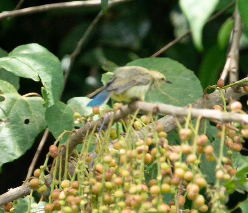 Violet-tailed Sunbird (Anthreptes aurantius), photo 6
