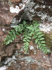 Asplenium bradleyi