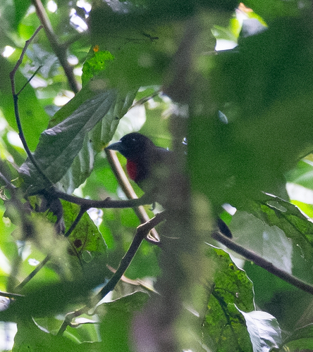 Blue-billed Malimbe (Malimbus nitens), photo 6
