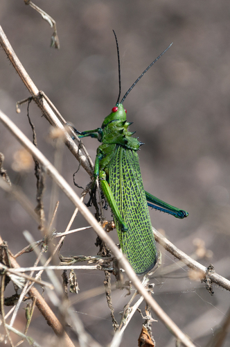 Rutidoderes squarrosus