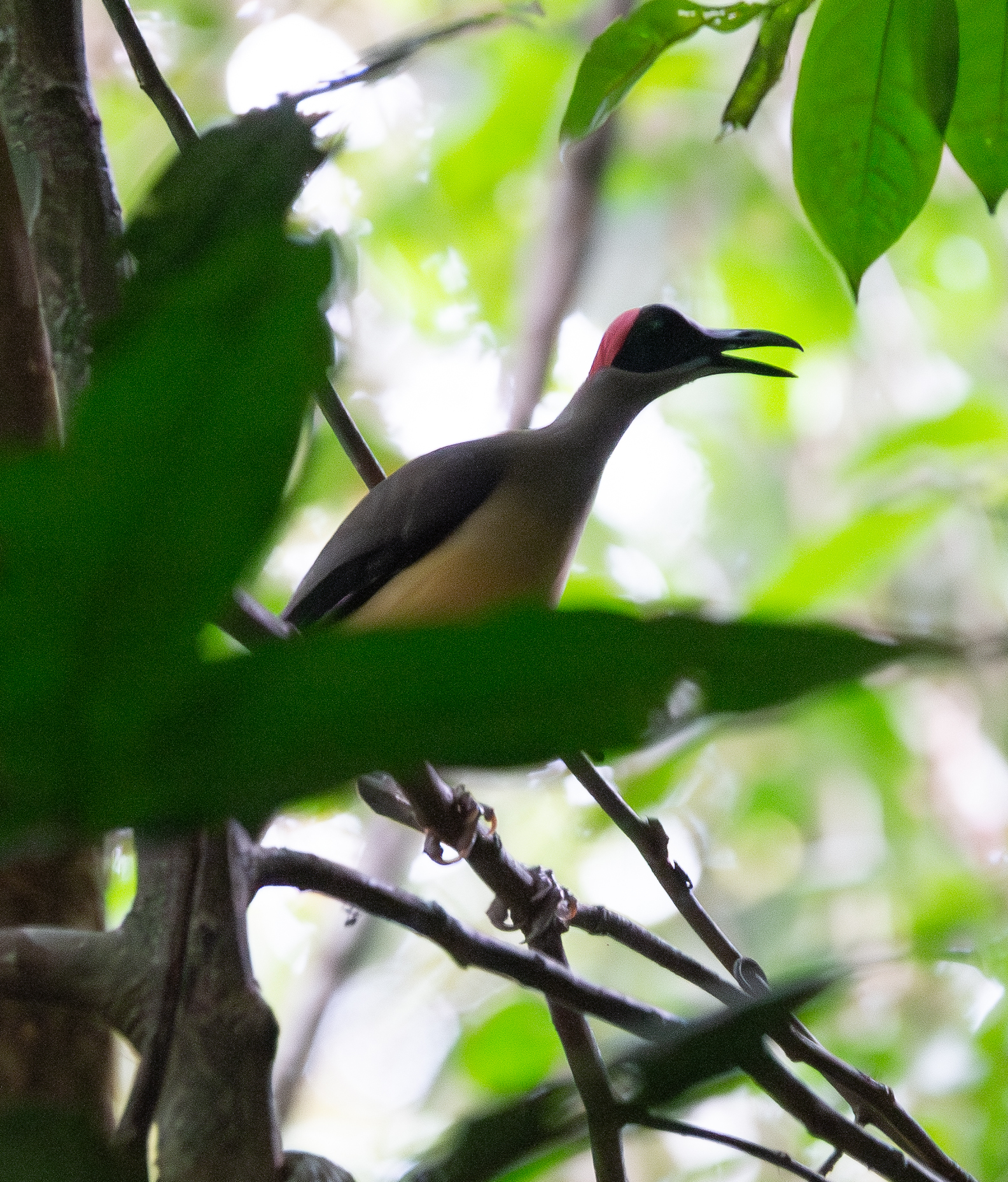 Grey-necked Rockfowl (Picathartes oreas), photo 1