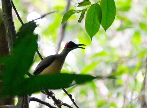 Grey-necked Rockfowl (Picathartes oreas), photo 4