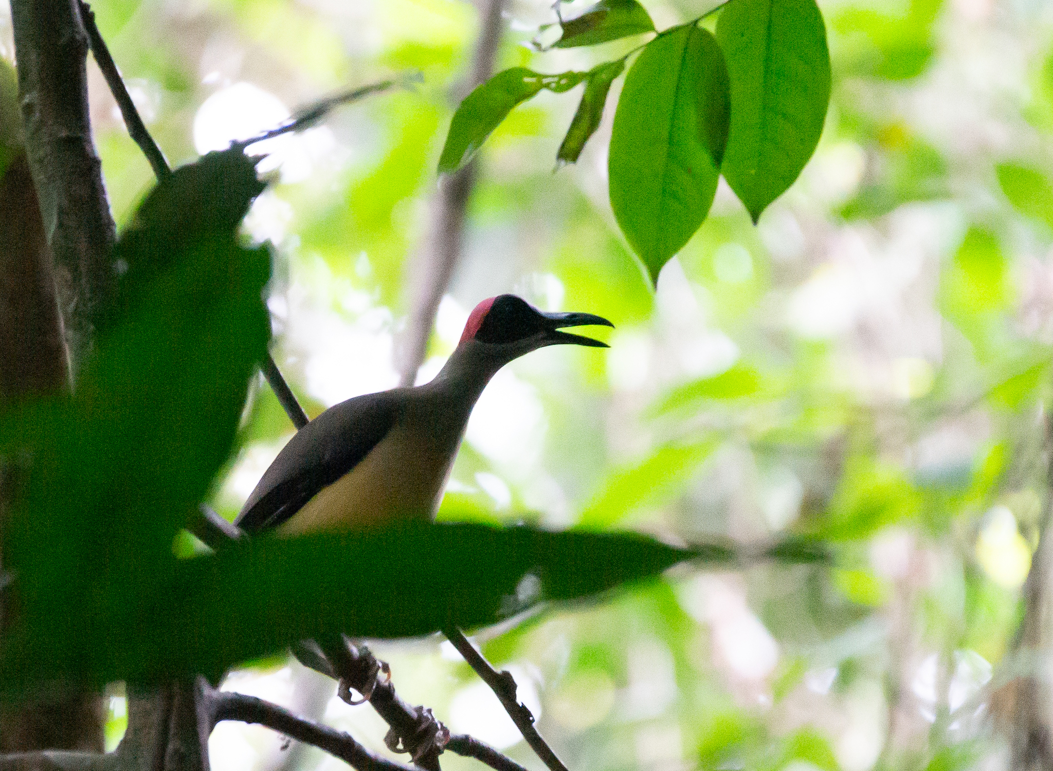 Grey-necked Rockfowl (Picathartes oreas), photo 2