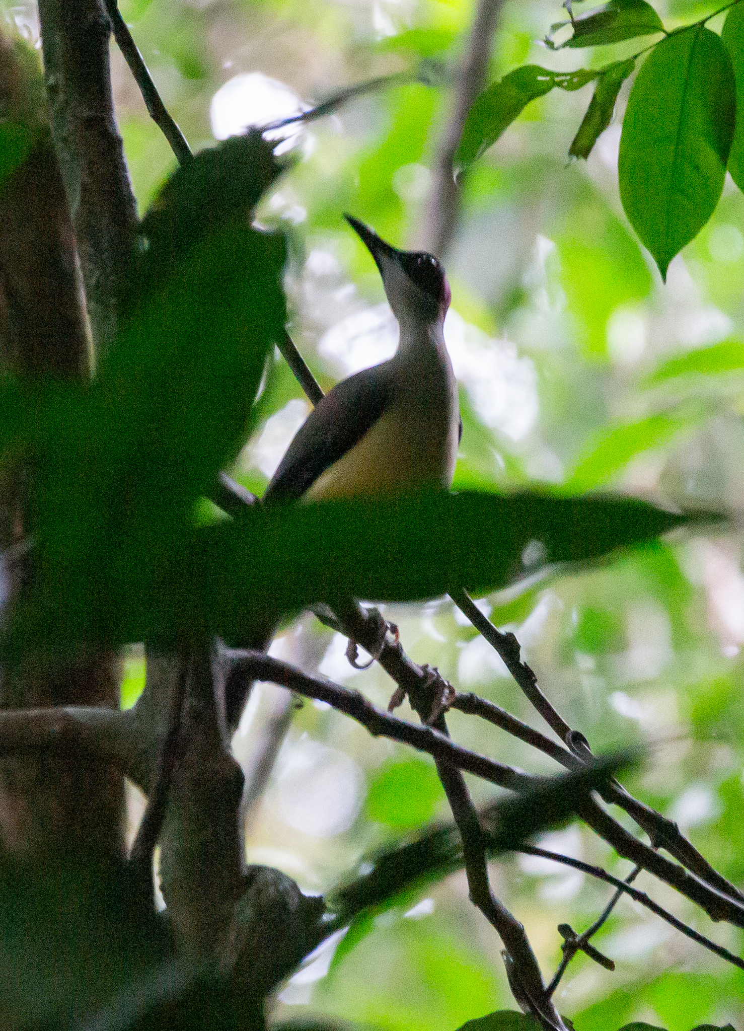 Grey-necked Rockfowl (Picathartes oreas), photo 3
