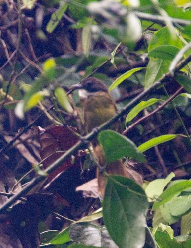 Red-tailed Greenbul (Criniger calurus), photo 4