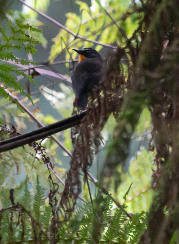 Mountain Robin-Chat (Cossyphicula isabellae), photo 4