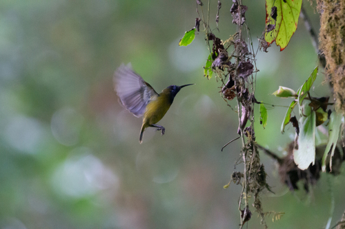 Cameroon Sunbird (Cyanomitra oritis), photo 6