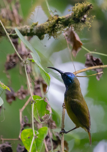 Cameroon Sunbird (Cyanomitra oritis), photo 6