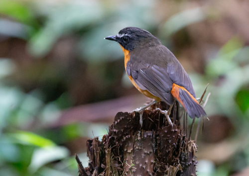 Mountain Robin-Chat (Cossyphicula isabellae), photo 6