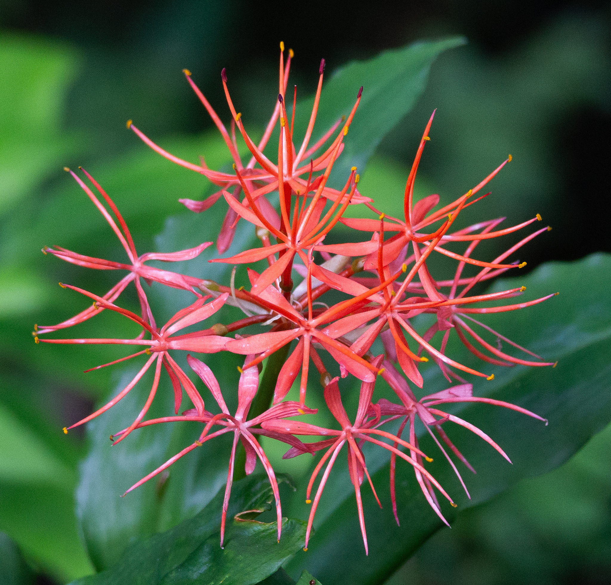 Forest Fireball Lily (Scadoxus cinnabarinus)