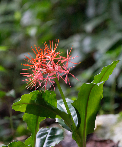Scadoxus cinnabarinus, photograph 2