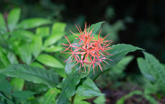 Scadoxus cinnabarinus, photograph (c) martin ingemansson, some rights reserved (CC BY)