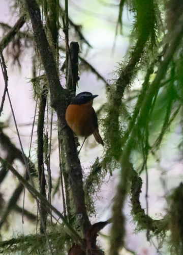 Mountain Robin-Chat (Cossyphicula isabellae), photo 2
