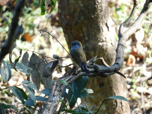 Rufous-gorgeted Flycatcher (Ficedula strophiata), photo 7