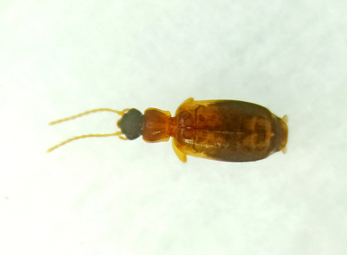 Philorhizus notatus