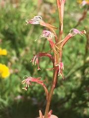 Oenothera hexandra