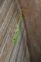Phelsuma kochi