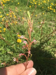 Oenothera hexandra