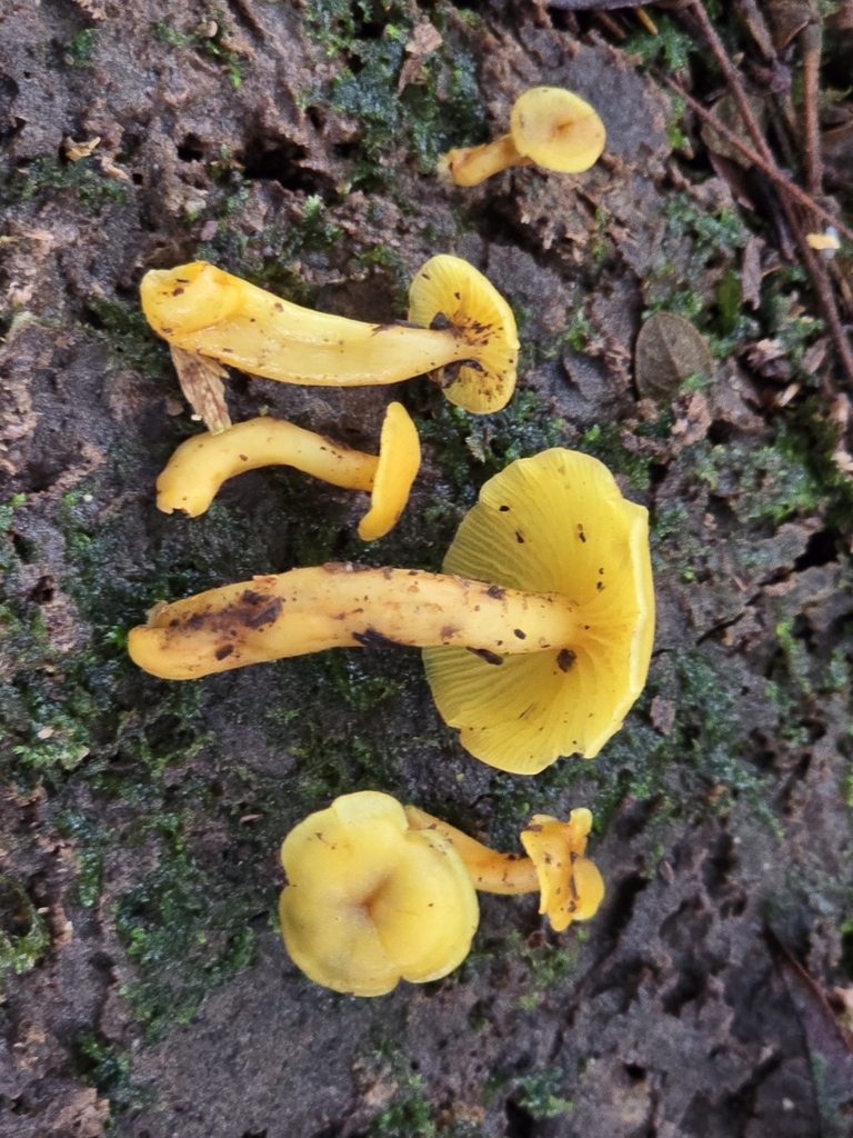 Tricholomopsis aurea · February 2025 · photo: © alan_rockefeller (iNaturalist, cc-by-sa)