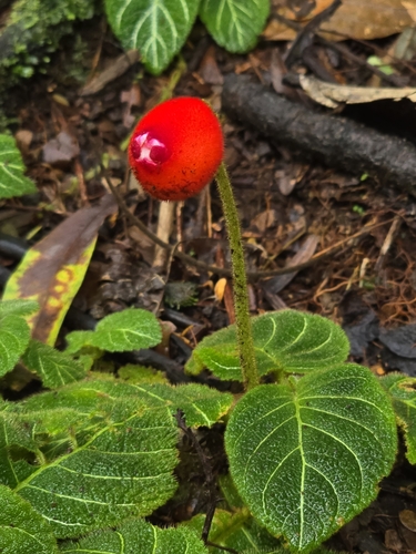Pearcea hypocyrtiflora, photograph 3