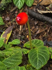 Pearcea hypocyrtiflora, photograph (c) Alan Rockefeller, some rights reserved (CC BY)