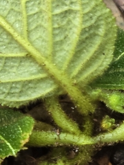Pearcea hypocyrtiflora, photograph (c) Alan Rockefeller, some rights reserved (CC BY)