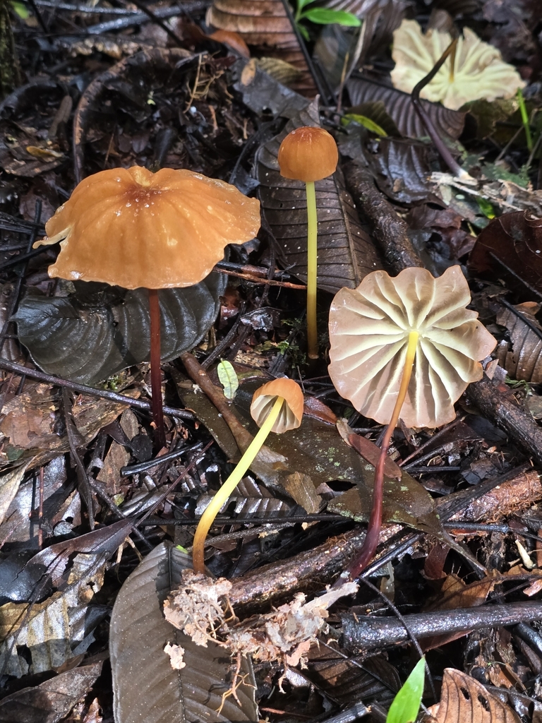 Marasmius berteroi