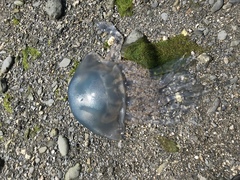 Rhizostomatoidea