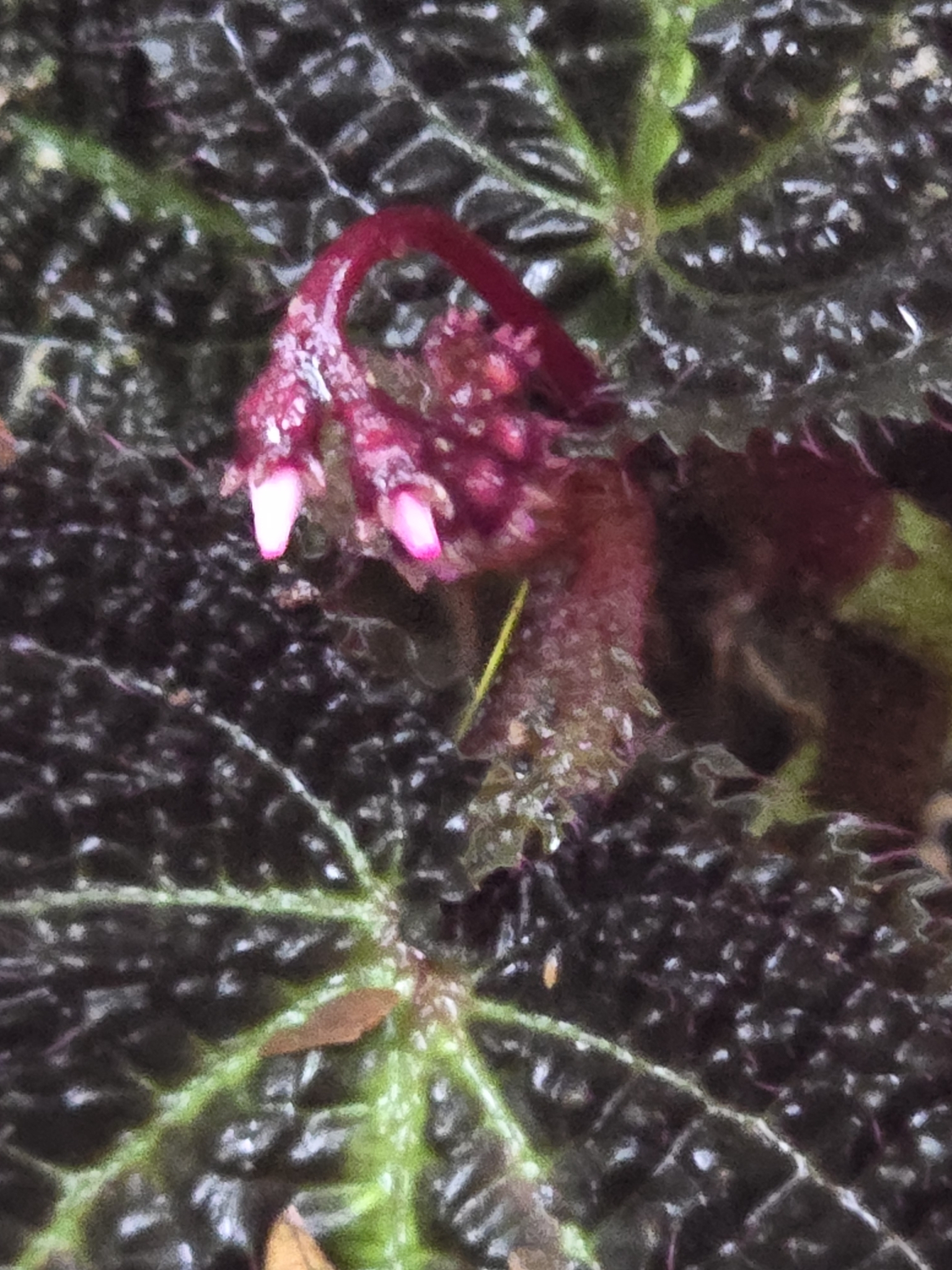 Triolena asplundii