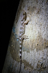 Blaesodactylus sakalava