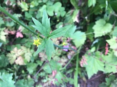 Ranunculus uncinatus