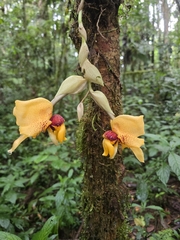 Stanhopea tigrina (Stanhopea connata)