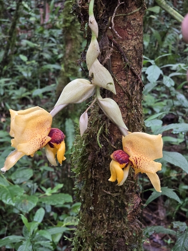 Stanhopea connata, photograph 1